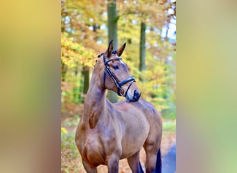 Oldenburger, Stute, 6 Jahre, 173 cm, Brauner