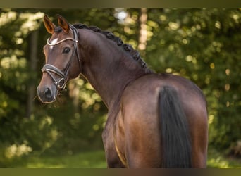 Oldenburger, Stute, 6 Jahre, 173 cm, Brauner
