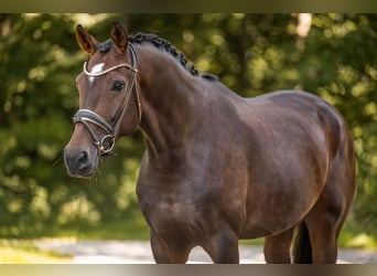 Oldenburger, Stute, 6 Jahre, 173 cm, Brauner