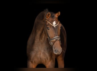 Oldenburger, Stute, 6 Jahre, 173 cm, Brauner