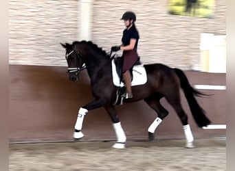 Oldenburger, Stute, 6 Jahre, 173 cm, Brauner