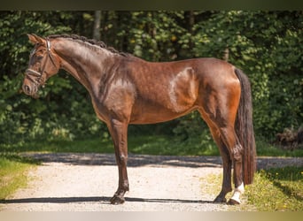 Oldenburger, Stute, 6 Jahre, 173 cm, Brauner