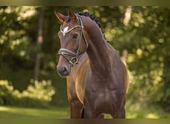 Oldenburger, Stute, 6 Jahre, 173 cm, Brauner