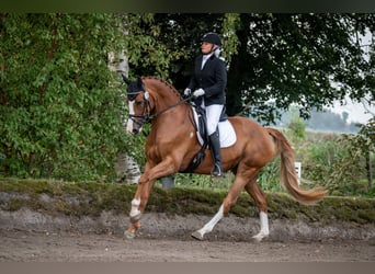 Oldenburger, Stute, 6 Jahre, 173 cm, Fuchs