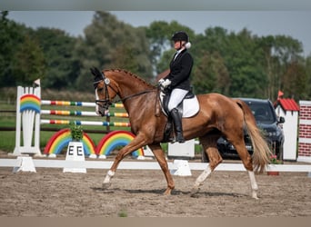 Oldenburger, Stute, 6 Jahre, 173 cm, Fuchs