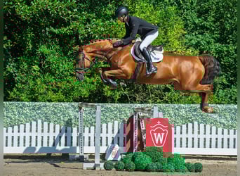 Oldenburger, Stute, 6 Jahre, 173 cm, Fuchs