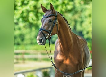 Oldenburger, Stute, 6 Jahre, 173 cm, Fuchs