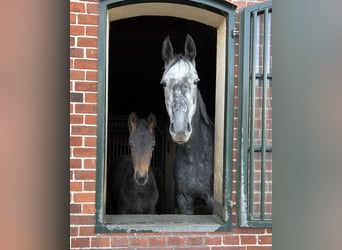 Oldenburger, Stute, 6 Jahre, 173 cm