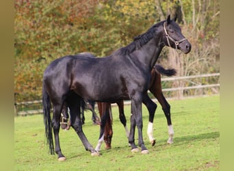 Oldenburger, Stute, 6 Jahre, 174 cm, Rappe