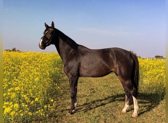 Oldenburger, Stute, 6 Jahre, 175 cm, Dunkelbrauner