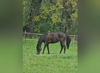 Oldenburger, Stute, 6 Jahre, 180 cm, Schwarzbrauner