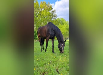 Oldenburger, Stute, 6 Jahre, 180 cm, Schwarzbrauner