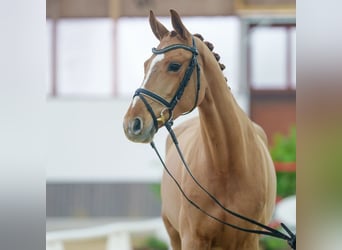 Oldenburger, Stute, 6 Jahre, Fuchs