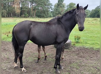Oldenburger, Stute, 6 Jahre, Schwarzbrauner