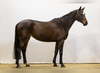 Oldenburger, Stute, 7 Jahre, 158 cm, Dunkelbrauner