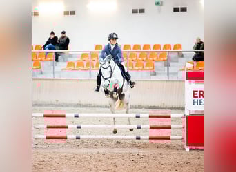 Oldenburger, Stute, 7 Jahre, 158 cm, Schimmel