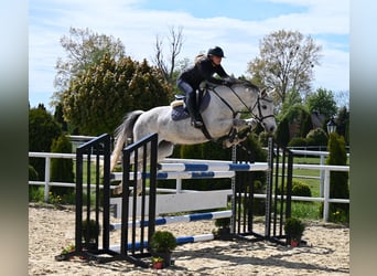 Oldenburger, Stute, 7 Jahre, 158 cm, Schimmel