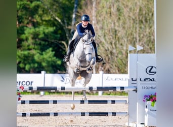 Oldenburger, Stute, 7 Jahre, 158 cm, Schimmel