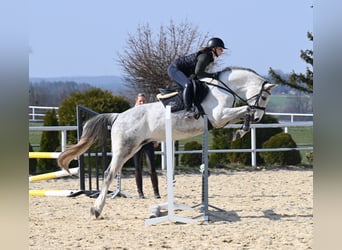 Oldenburger, Stute, 7 Jahre, 158 cm, Schimmel