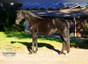 Oldenburger, Stute, 7 Jahre, 160 cm, Rappe