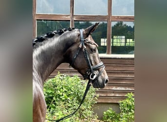 Oldenburger, Stute, 7 Jahre, 161 cm, Schwarzbrauner