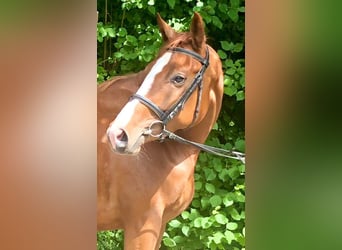 Oldenburger, Stute, 7 Jahre, 162 cm, Fuchs