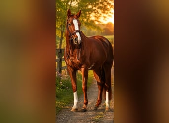 Oldenburger, Stute, 7 Jahre, 162 cm, Fuchs