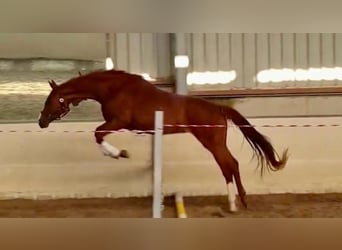 Oldenburger, Stute, 7 Jahre, 162 cm, Fuchs