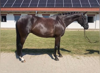Oldenburger, Stute, 7 Jahre, 162 cm, Rappe