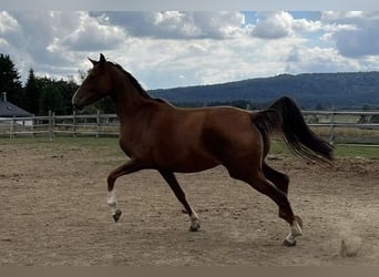 Oldenburger, Stute, 7 Jahre, 163 cm, Dunkelfuchs