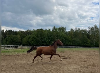 Oldenburger, Stute, 7 Jahre, 163 cm, Dunkelfuchs