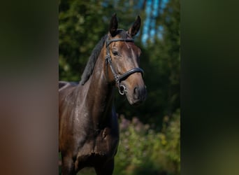 Oldenburger, Stute, 7 Jahre, 164 cm, Dunkelbrauner