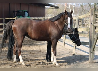 Oldenburger, Stute, 7 Jahre, 164 cm, Fuchs