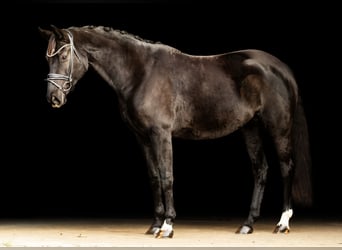 Oldenburger, Stute, 7 Jahre, 164 cm, Rappe