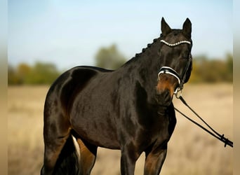 Oldenburger, Stute, 7 Jahre, 165 cm, Brauner Oldenburger, Stute, 7 Jahre, 165 cm, Brauner