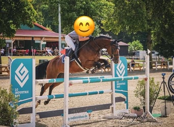 Oldenburger, Stute, 7 Jahre, 165 cm, Brauner