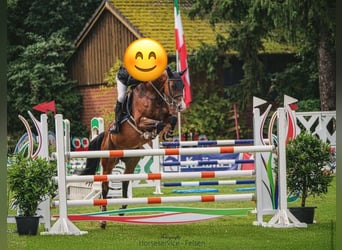 Oldenburger, Stute, 7 Jahre, 165 cm, Brauner