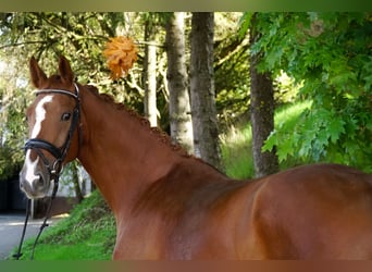 Oldenburger, Stute, 7 Jahre, 165 cm, Fuchs