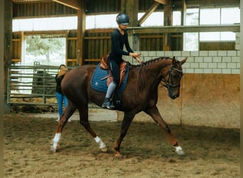 Oldenburger, Stute, 7 Jahre, 165 cm, Fuchs