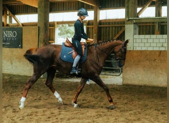 Oldenburger, Stute, 7 Jahre, 165 cm, Fuchs