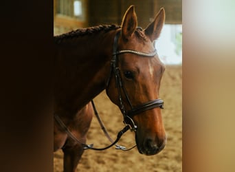 Oldenburger, Stute, 7 Jahre, 165 cm, Fuchs