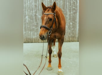 Oldenburger, Stute, 7 Jahre, 165 cm, Fuchs
