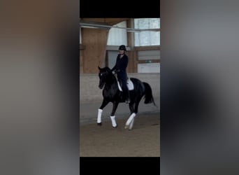 Oldenburger, Stute, 7 Jahre, 165 cm, Rappe