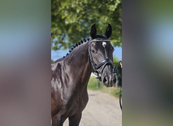 Oldenburger, Stute, 7 Jahre, 165 cm, Rappe