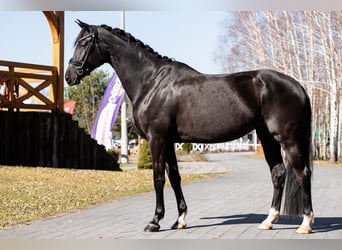 Oldenburger, Stute, 7 Jahre, 165 cm, Rappe