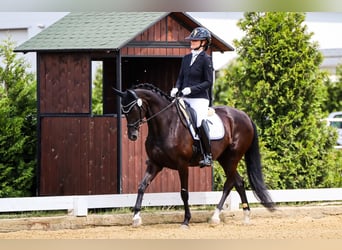 Oldenburger, Stute, 7 Jahre, 165 cm, Rappe
