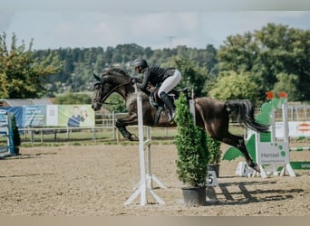 Oldenburger, Stute, 7 Jahre, 165 cm, Rappe
