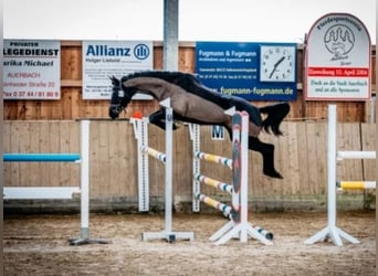 Oldenburger, Stute, 7 Jahre, 165 cm, Rappe