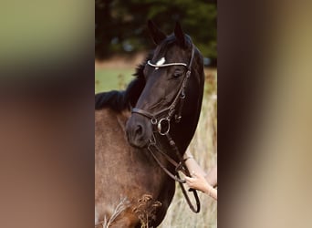 Oldenburger, Stute, 7 Jahre, 165 cm, Rappe