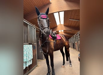 Oldenburger, Stute, 7 Jahre, 165 cm, Rappe